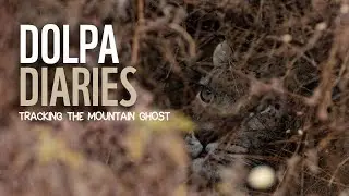 Dolpa Diaries - Tracking The Mountain Ghost