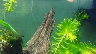 Elodea