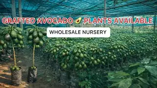 GRAFTED AVOCADO PLANTS AVAILABLE | WHOLESALE PRICE WHOLESALE NURSERY PREMIUM QUALITY #avocadoplant