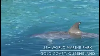 Day 1 | Explore Gold Coast, Queensland | Sea World Marine Park | My First Birthday