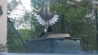 La Pie fait fuir les Tourterelles de la mangeoire. The magpie scares the doves away from the feeder.