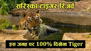 Sariska Tiger Reserve Alwar Rajasthan | Sariska National Park Alwar