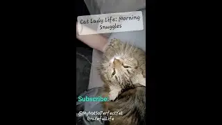 Cat Lady Life Morning Snuggles🐈 #cat #kitty #catsnuggles #catvideos #catlady #catlover #goodmorning