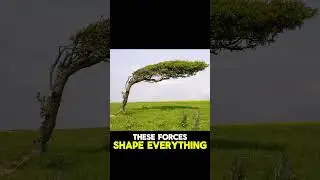 Where Trees Can't Grow Straight