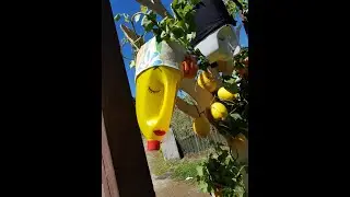 The rubbish tree