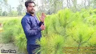 pine tree/All size available here contect us 9760955649llGajraula nursery