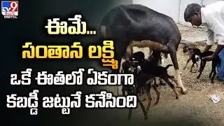 Mahabubabad | ఈమే...సంతాన లక్ష్మి..ఒకే ఈతలో ఏకంగా కబడ్డీ జట్టునే కనేసింది | Chillamcherla - TV9