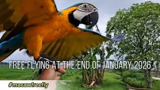 FREE FLYING AT THE END OF JANUARY 2026 | MACAW FREE FLY