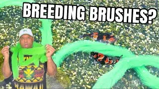 HOW TO SUCCESSFULLY BREED KOI FISH!