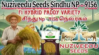 🌱 F1 Hybrid Seeds Sindhu NP - 9156 | 1 acre 60 bale yielding paddy variety | New paddy Variety
