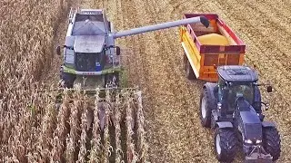 Mais dorsen | Claas Lexion 570 + Black Valtra S233 | Donkersgoed | Voorthuizen | 2017