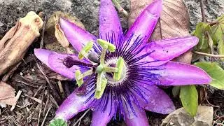 Flor de la Pasi&oacute;n (Passiflora caerulea)