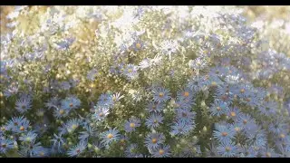 Pumpkin Garden | Meike 35mm f/1.4 Cinematic Video Test (Panasonic GH4)