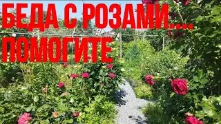 Помогите спасти розы!Новая болезнь или...