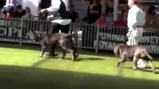 Neapolitan Mastiff Bitch Classes & Best of Breed Sydney Royal 2013