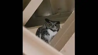 Casa Grande Great Horned Owls
