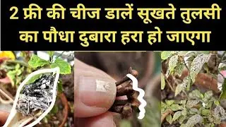 2 दिनो मे सूखते तुलसी का पौधा दुबारा हरा हो जाएगा | फ्री मे भागेंगे काले कीड़े और चीटियां