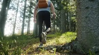 running through forest stock footage | forest free stock footage