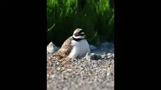 [4K] コチドリの親子　littleringedplover　shorts