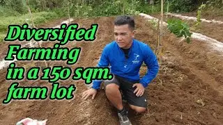 Diversified Farming in a 150 sqm farm lot.