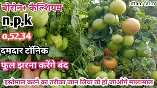 टमाटर में फूल झड़ने की समस्या से पाएं छुटकारा 90% फुल झरना होंगे बंद