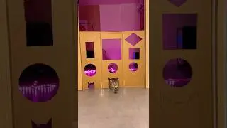 Cat challenge🤣 #cat #pets #cats #memes #asmr #humor #shorts