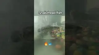 shakehead fish 🐟🐠
