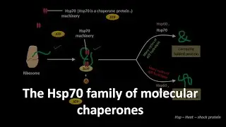 Hsp70 family of molecular chaperone .