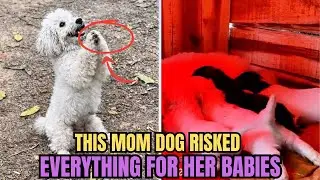 The Day This Mother Dog Chose to Trust a Human #animalrescue   #rescuedog #dogrescue  #animalrescue