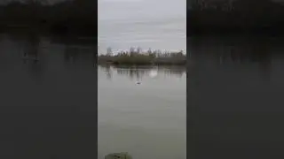 Tir d&rsquo;une vol&eacute;e de sarcelle &agrave; la tonne