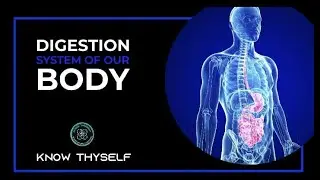 How To Keep Our Digestive Process Healthy? | Human Digestive System || KNOW THYSELF