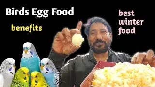 Best winter softfood for bajrigar birds / egg food benefits for birds in winter season 