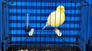 2025 Buff Clear Fife Canary Hen