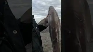 Caught this Spiny DogFish😱#surffishing #spinyDogfish