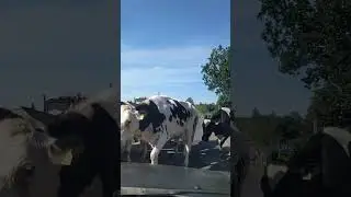 Belarusian milk products are awesome because of cows | Вот почему белорусская молочка лучшая в мире