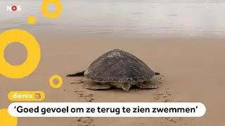 Schildpadden gered uit visnetten: 'De zee heeft ze nodig'