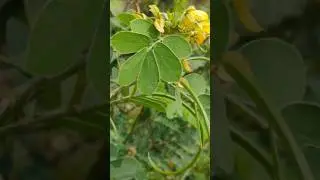 Ayurvedic management of Ringworm|Dr.Laxmi ravali|#Ringworm plant#Dadru #Chakramarda#Ummentha #fungus