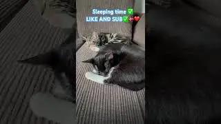 #cat #sleep #sleepmusic #love #live ❤️🇩🇰✅
