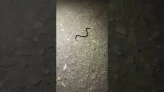 sapola