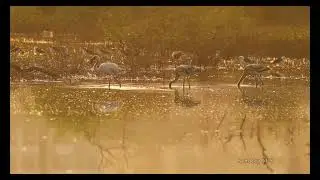 Beautiful Flamingo Bird in Flight - A Stunning Aerial Spectacle! | Wildlife Documentary | Wet Land
