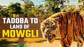 Tadoba to Pench Jungle drive | Pench Tiger safari | Jungle Night Drive | Jungle safari