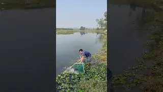 Slow Water Hand Fishing Skills | Old Village Method #ytshorts #fishing #shorts