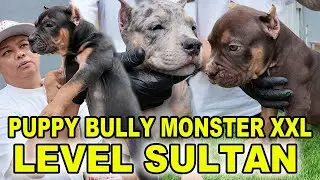 Puppy Bully Monster XXL Level Sultan - Size Extra Jumbo - Warna Exotic - Jambi SuperBulls