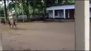 Jellikkett kerala