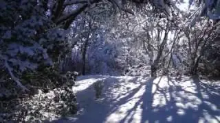 Backyard trees shedding snow after the storm