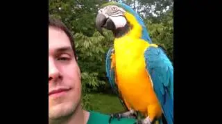 Rachel Parrot on shoulder, talking and jabbering (Macaw Talking, Parrot Talking)