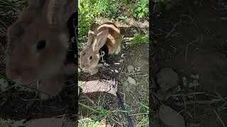 Specto the spectacular rabbit #shorts #bunny #pettrends