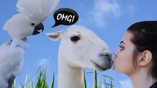 My Parrot's Reaction to a Llama! JERSEY IS A SHOCKED COCKATOO! |CESAR MILLAN (PT. 2)