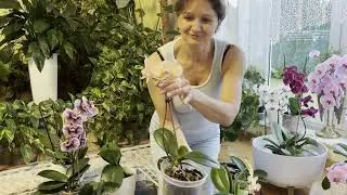 Evkine orchidey