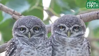 Spotted Owlet | Behaviour, Habitat & Nocturnal Ecology